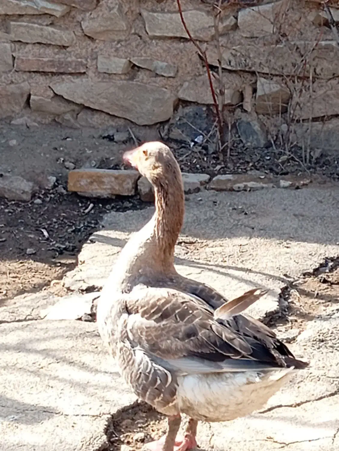 دوغازنر|حیوانات مزرعه|صائین قلعه, |دیوار