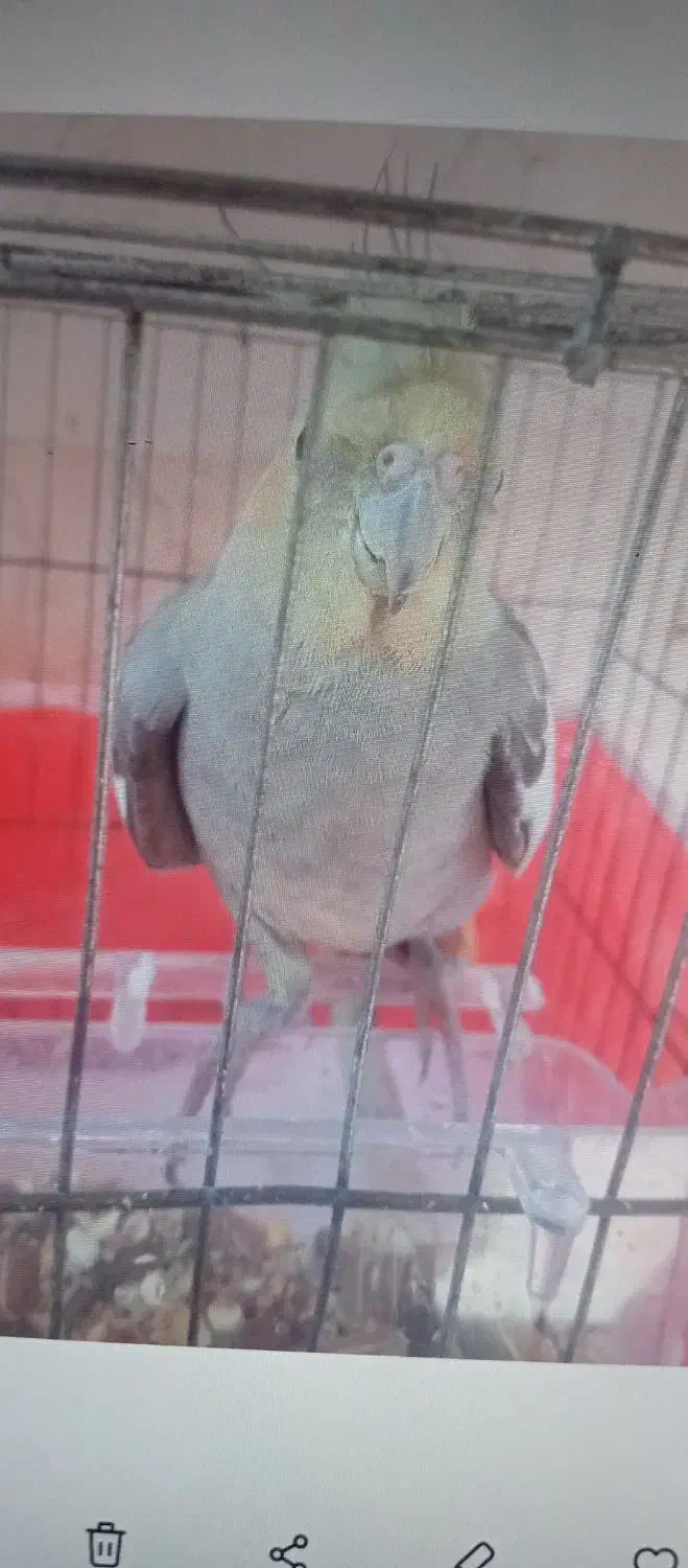 عروس هلندی گمشده|حیوانات|رحیمآباد, |دیوار