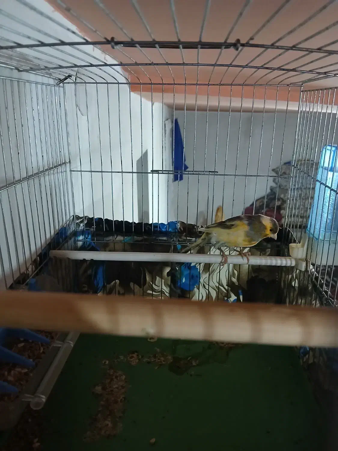 قناری نر|پرنده|میاندوآب, |دیوار