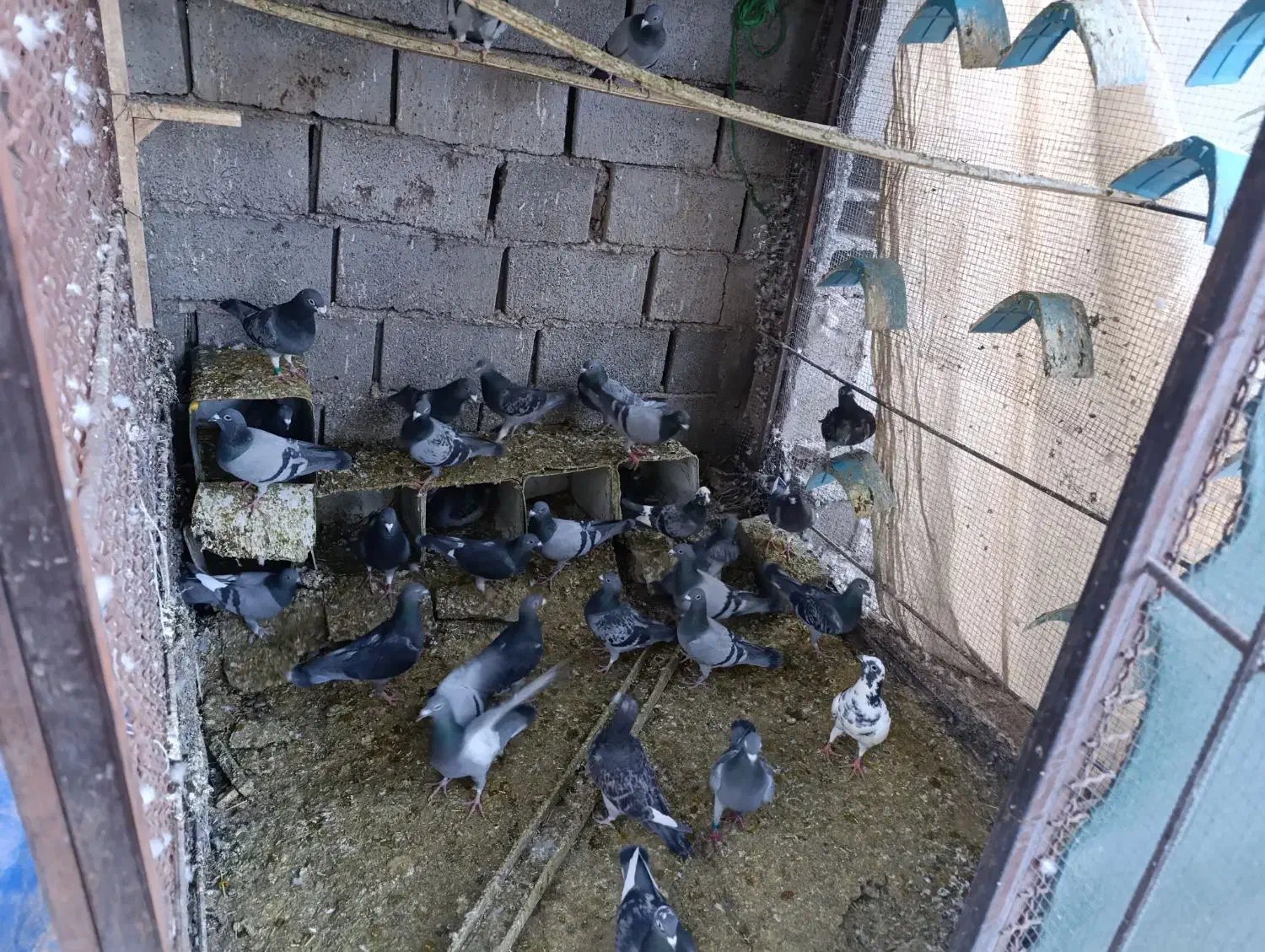 کفتر|پرنده|بم, |دیوار