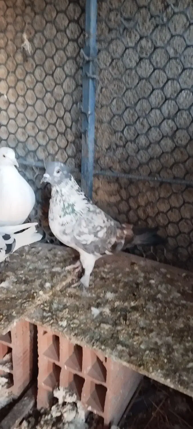 پرنده|پرنده|خان ببین, |دیوار