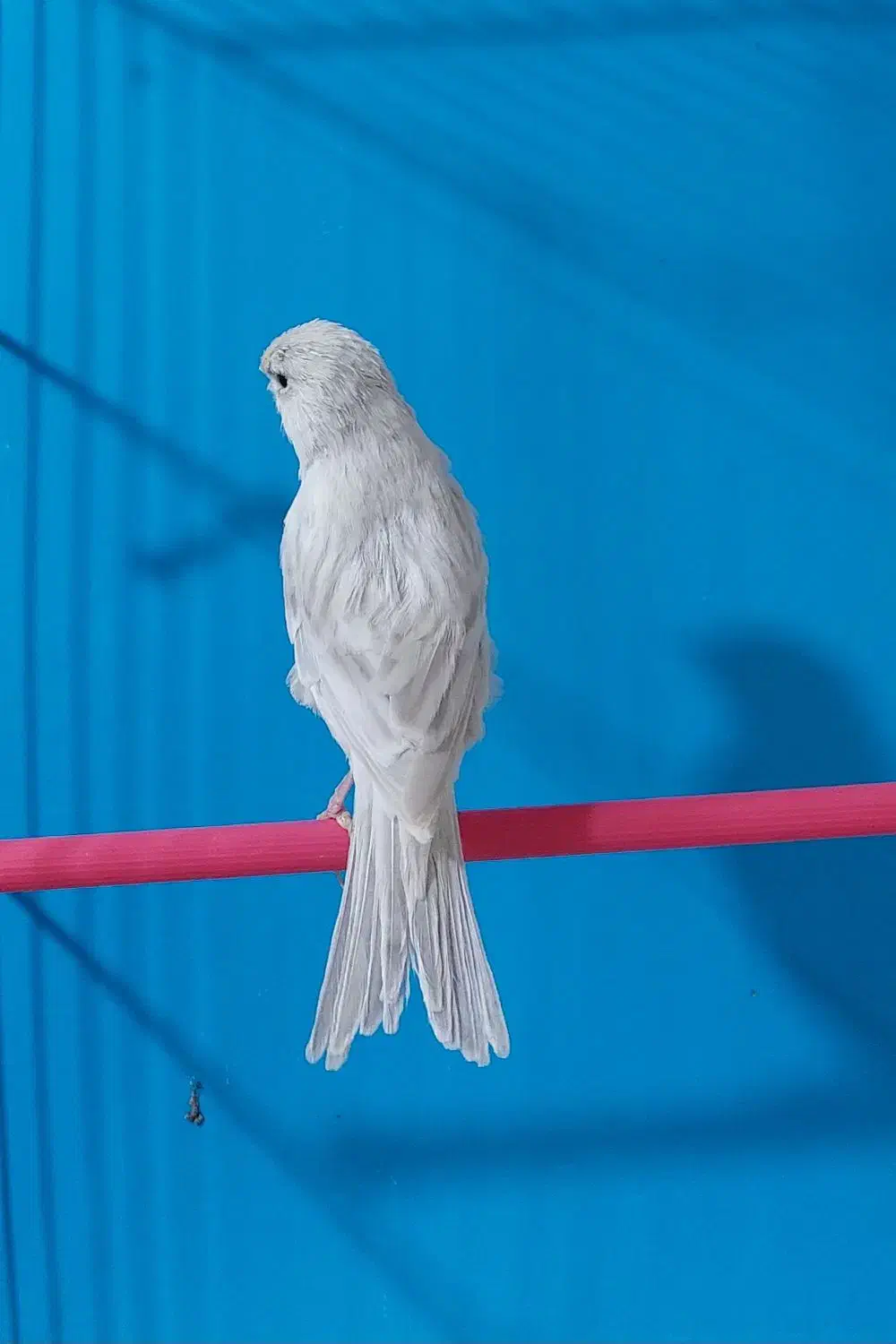 قناری سیلور نقره ای|پرنده|لاهیجان, لیالستان|دیوار