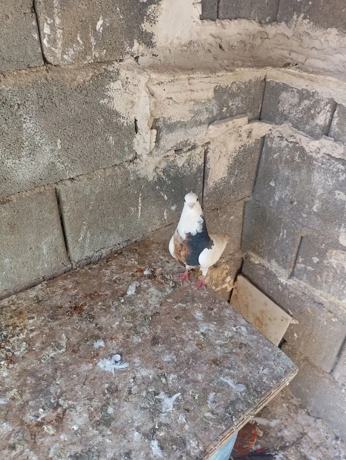 کفتر عالی عشق بازا می‌ دونن این چیه|پرنده|رودشت (چهارمحال و بختیاری), |دیوار