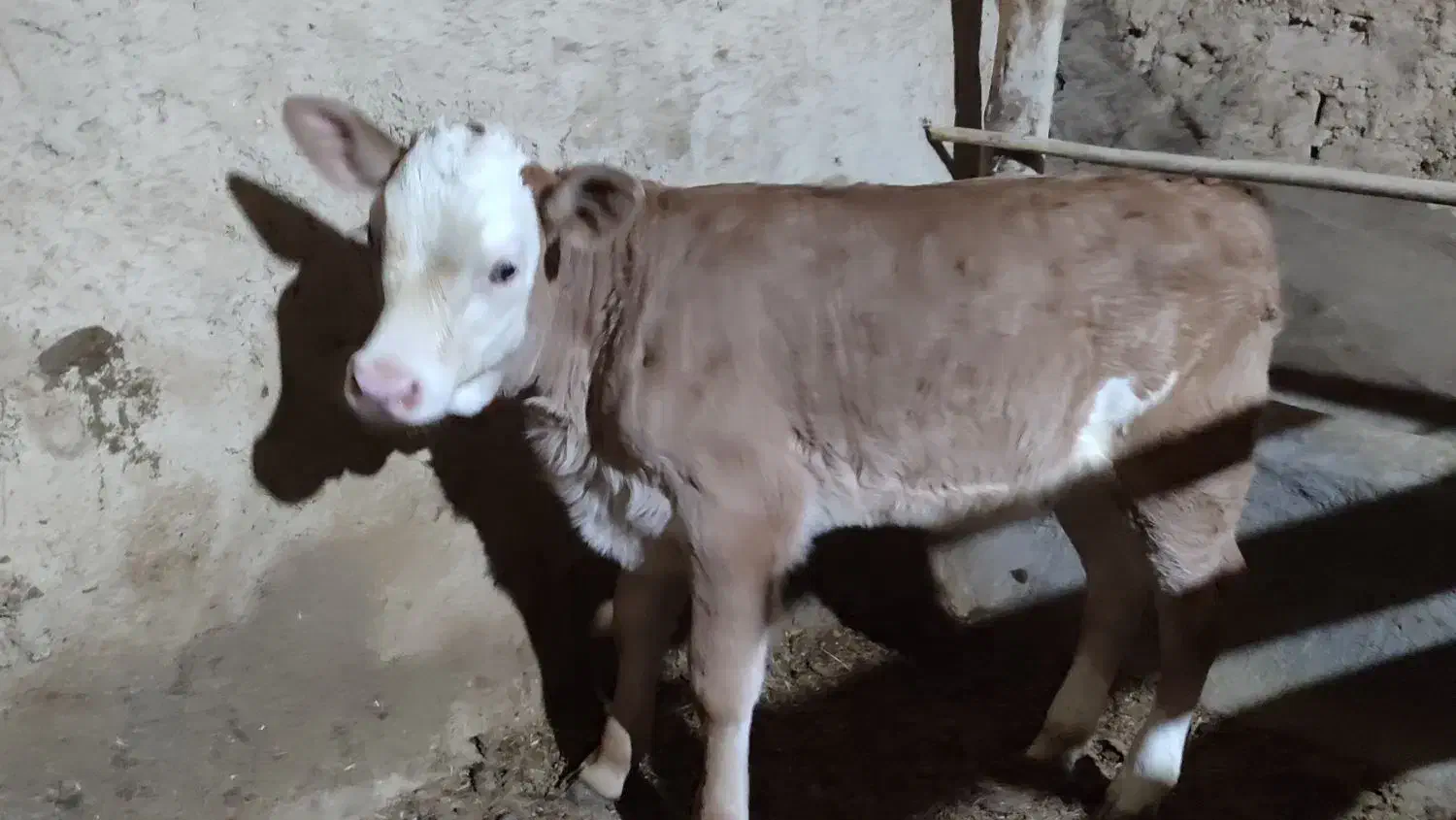 گاو وگوساله سیمنتال|حیوانات مزرعه|تکاب, |دیوار