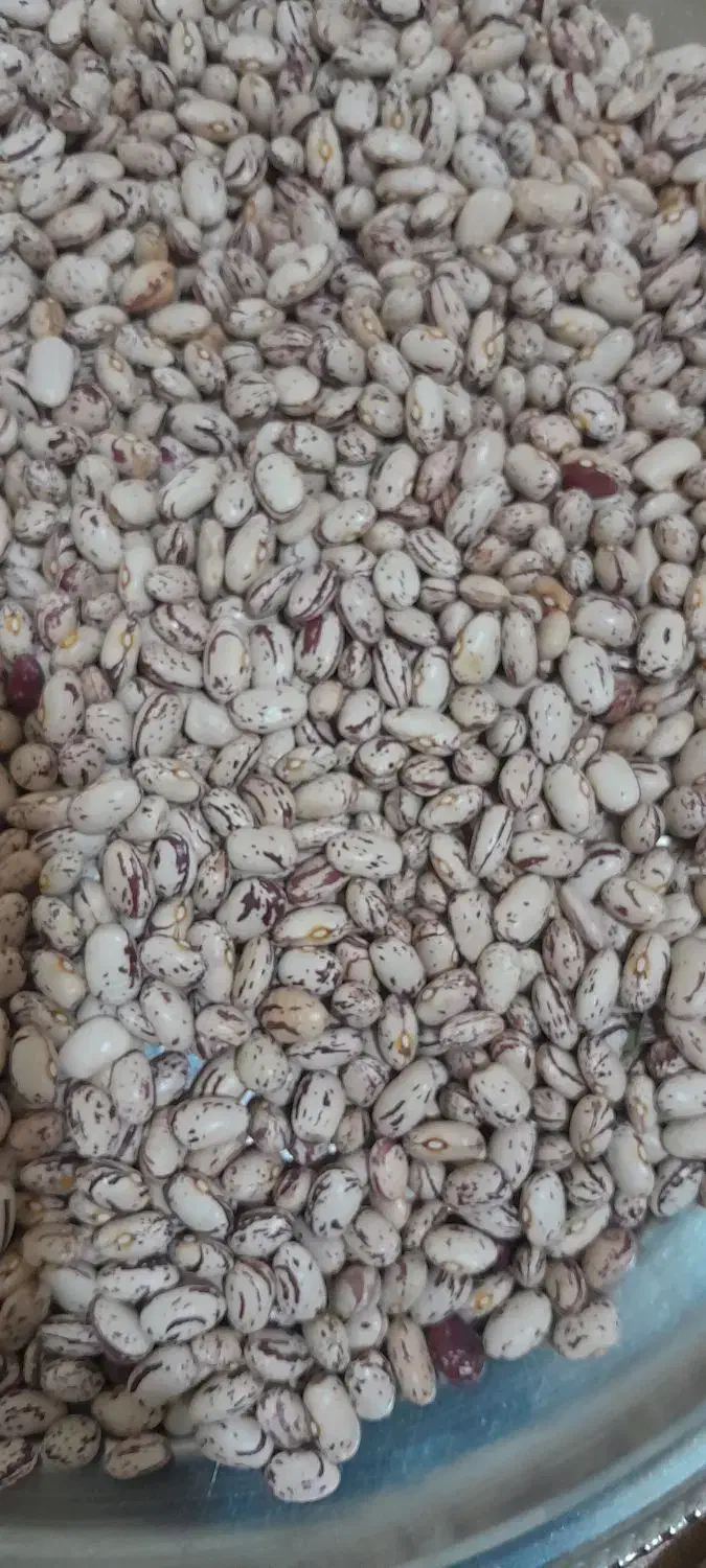 لوبیا چیتی|خوردنی و آشامیدنی|نوبران, |دیوار