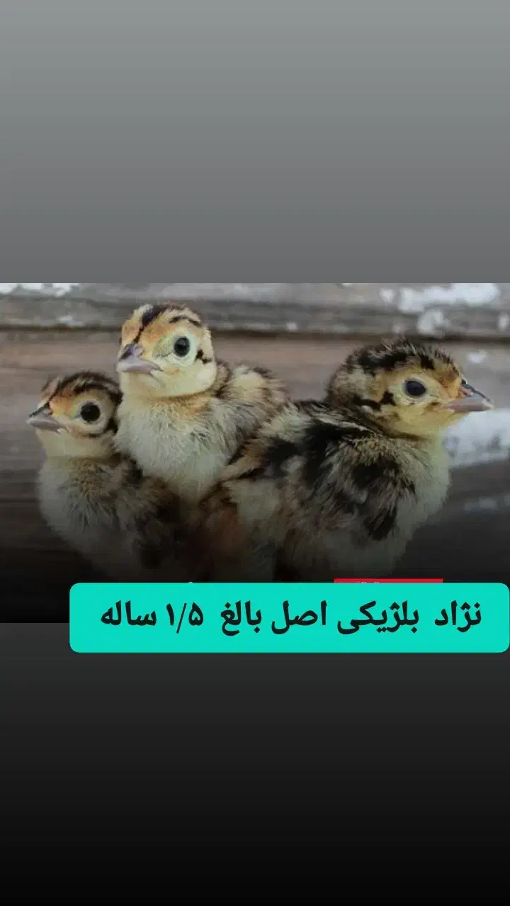 حیوان پرنده  ۱۸ ماهه  تزئینی و  زینتی|پرنده|بندر گز, |دیوار