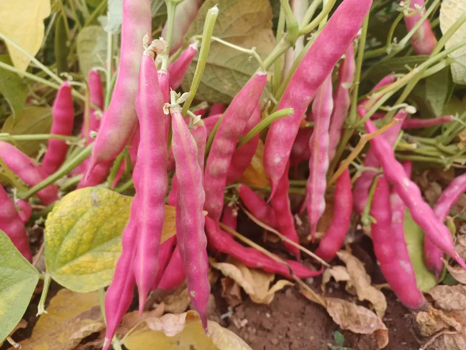 لوبیا چیتی کوشا حدودا ۳ تن فقط فروش نقدی|عمدهفروشی|ایجرود, |دیوار