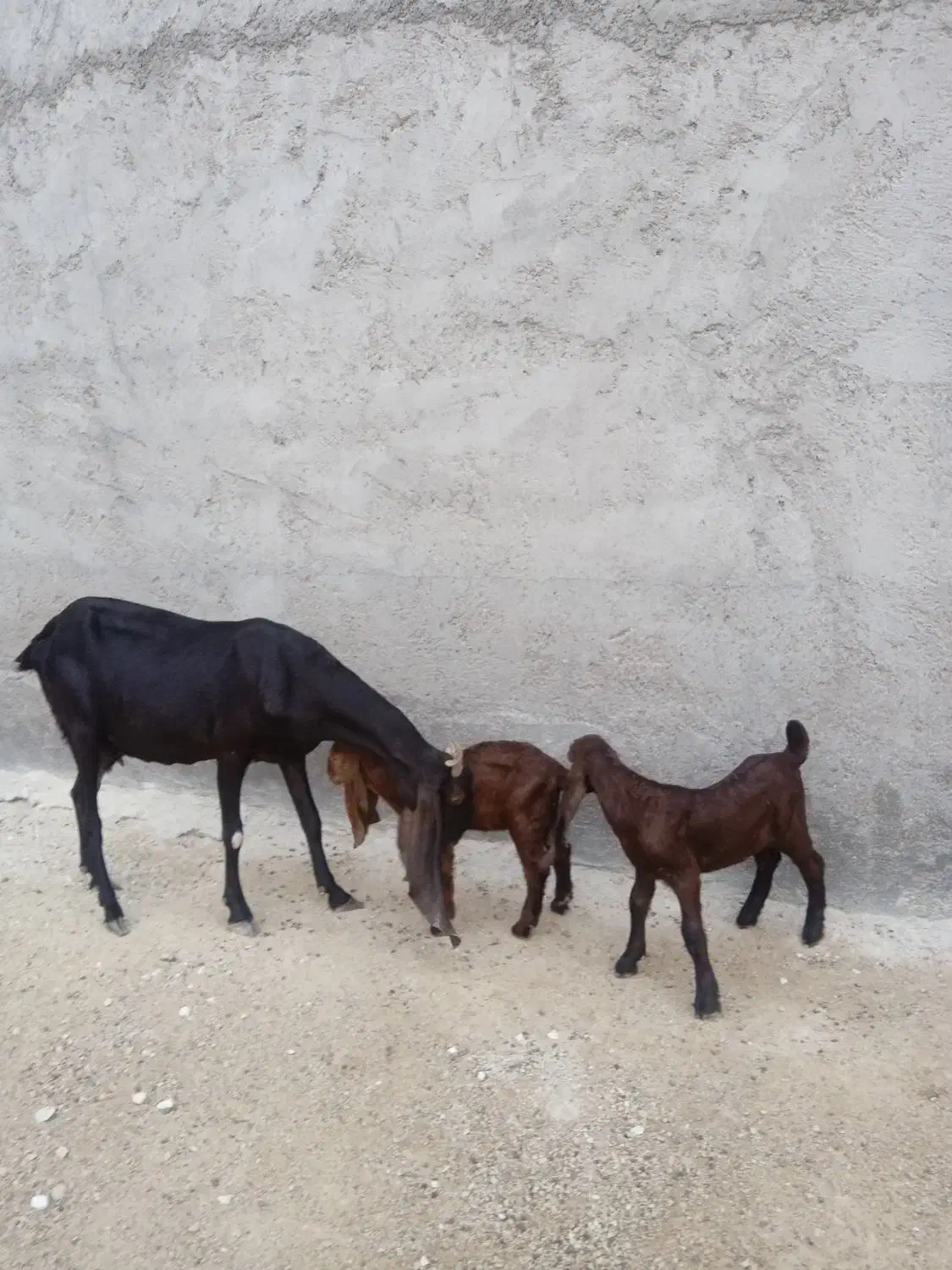 بز پاکستانی خورمای کهردار یک بز آبستن|حیوانات مزرعه|بندر دیر, |دیوار