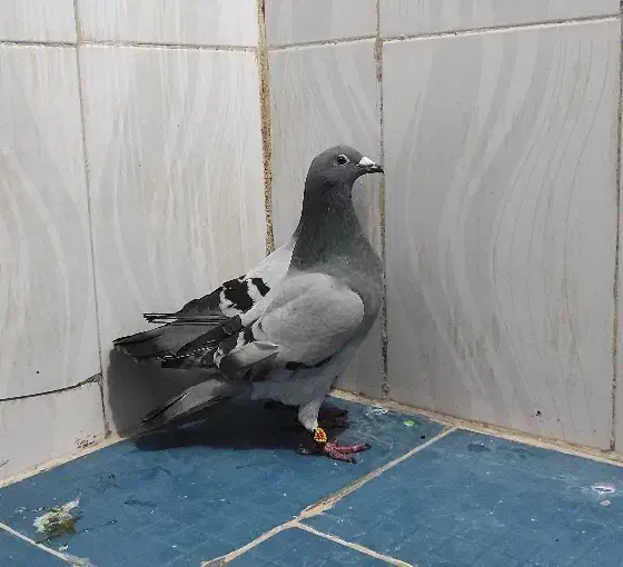 پلاکی|پرنده|دهدشت, |دیوار