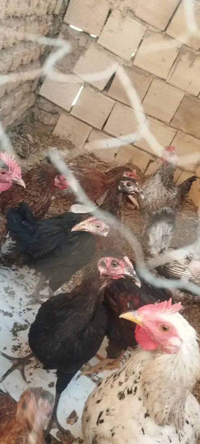 چند عددمرغ|حیوانات مزرعه|برخوار, |دیوار