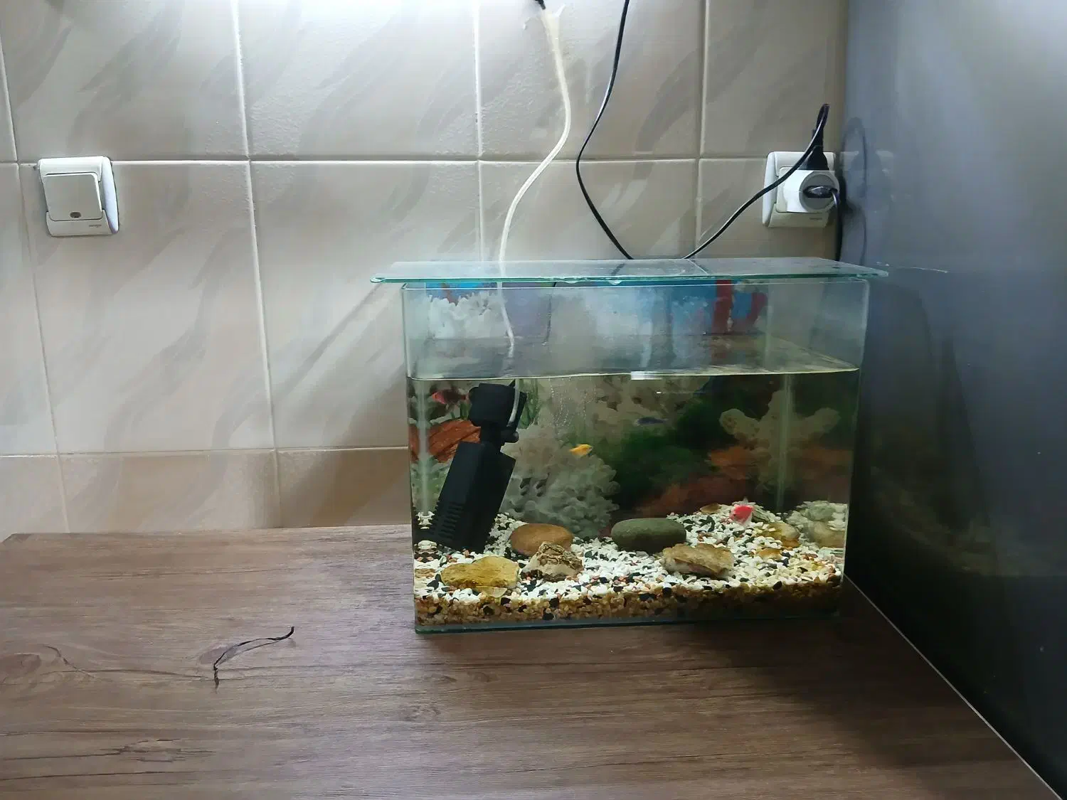 آکواریوم|ماهی|قم, باغ کرباسی|دیوار