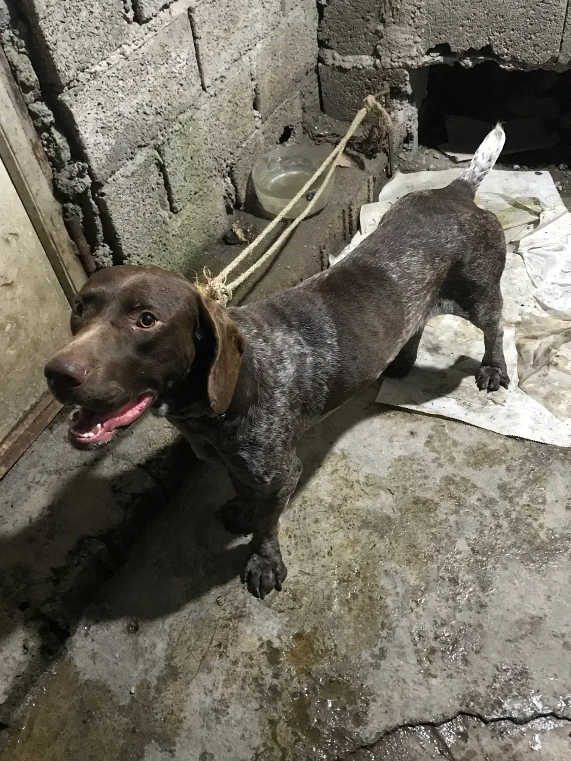 سگ توله شکاری|سگ|لاهیجان, طالقانی|دیوار