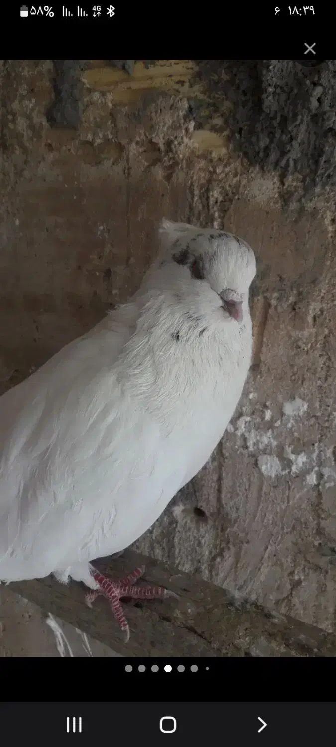 نر کله ای|پرنده|بندرعباس, |دیوار