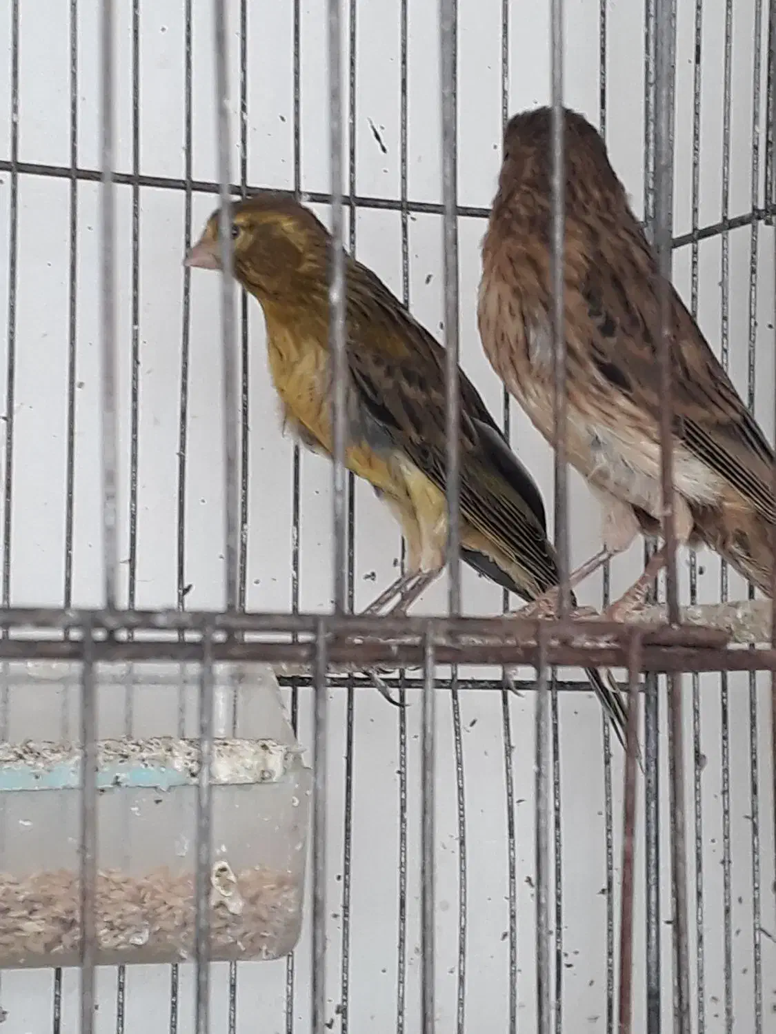 جوجه قناری|پرنده|مشگین شهر, |دیوار