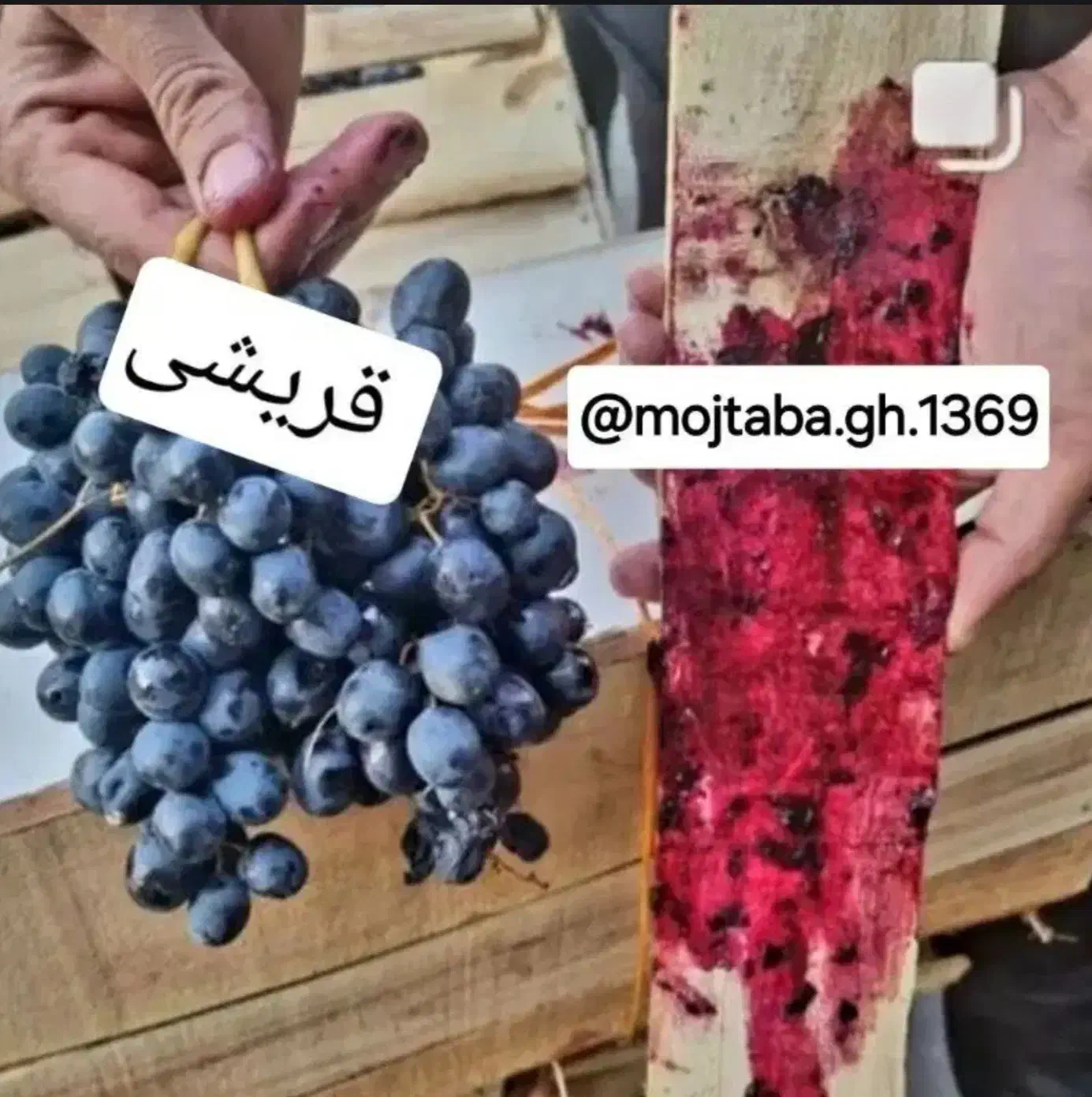 انگور سیاه دیم سردشت کردستان(( قریشی))|خوردنی و آشامیدنی|مشهد, رسالت|دیوار