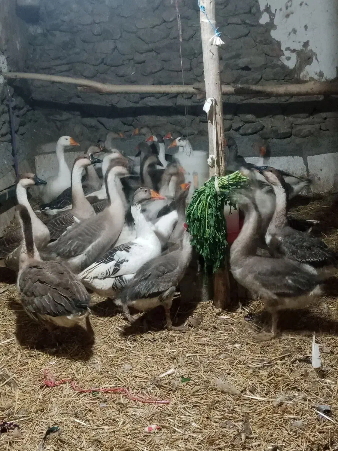 فروش قاز محلی|حیوانات مزرعه|بانه, |دیوار