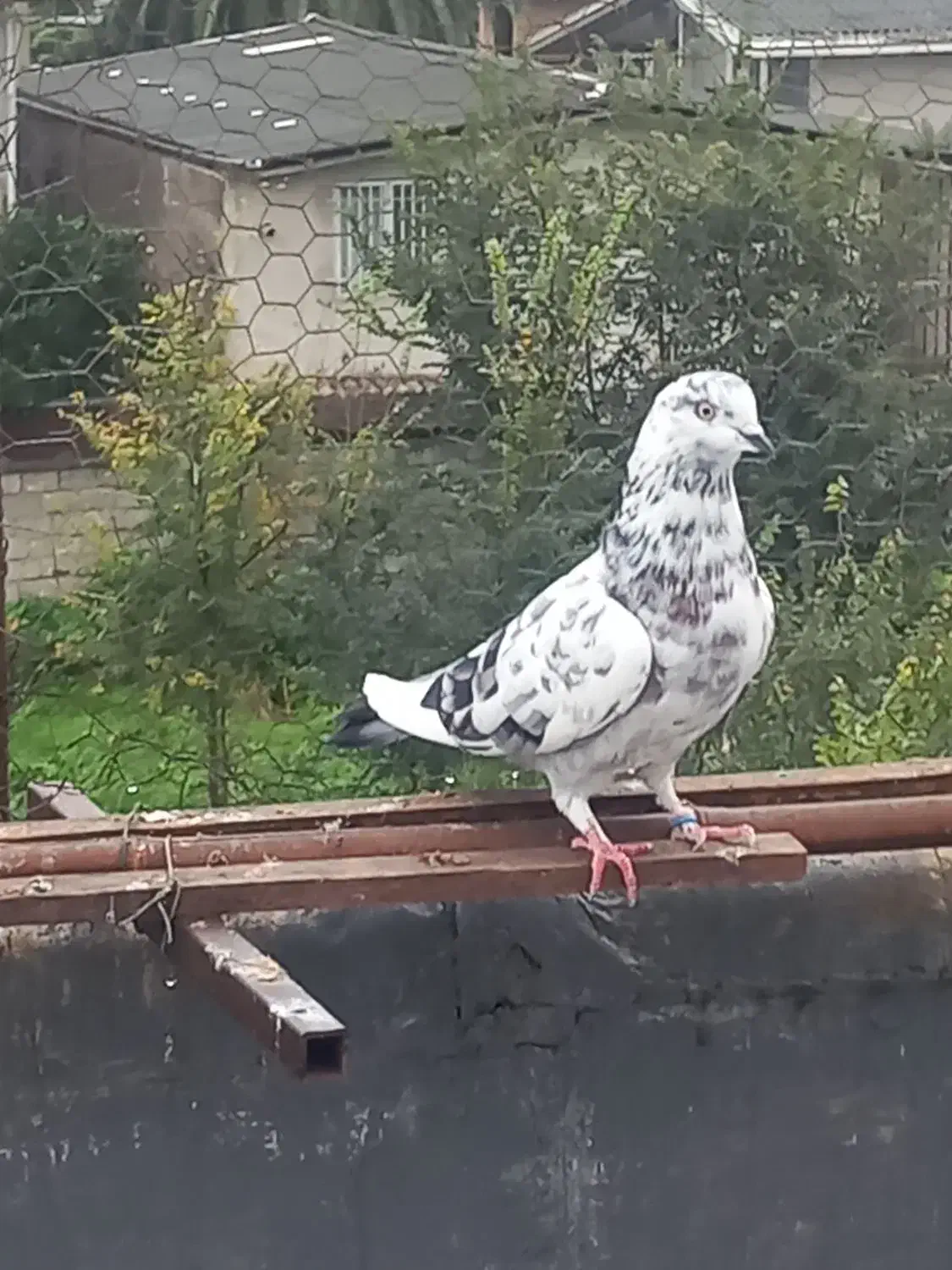 کبوتر پرشی|پرنده|قائم‌شهر, |دیوار