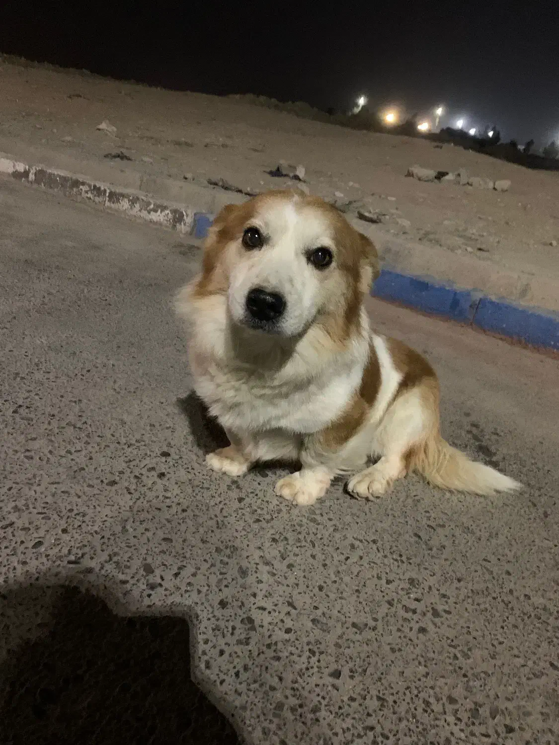 سگ پاکوتاه|سگ|شهریار, شهریار|دیوار