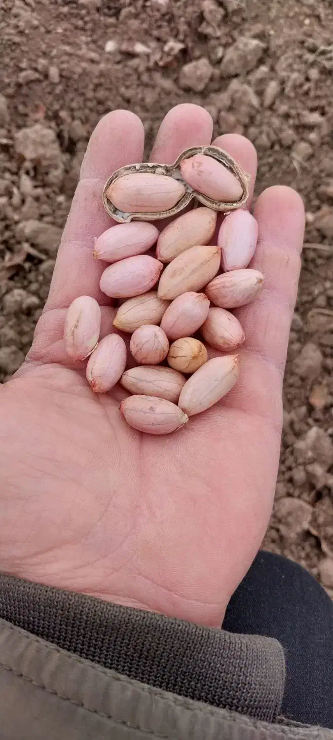 استاد کار تخمه پزی و کارگر ساده نیازمندیم|استخدام خدمات فروشگاه و رستوران|کرمانشاه, |دیوار