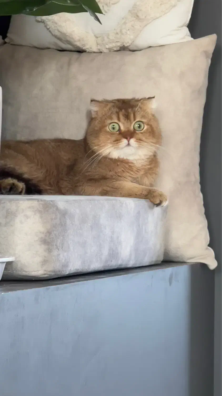 گربه نر|گربه|مراغه, |دیوار