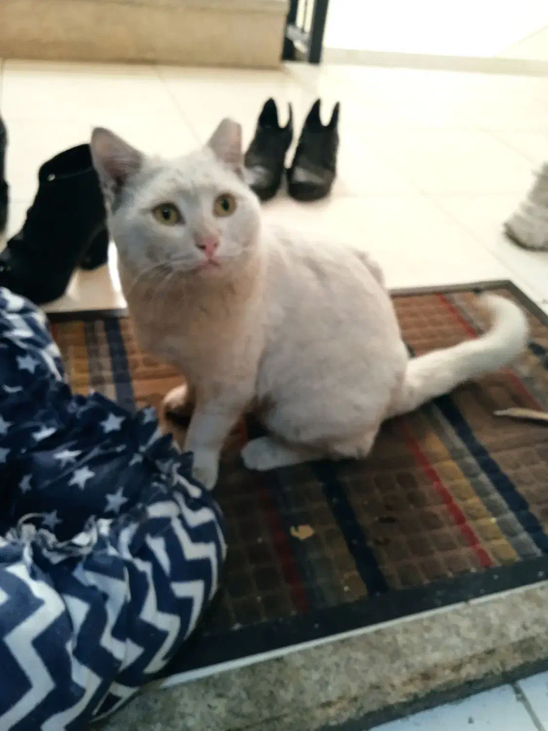 گربه سفید چشم زردم گم شده|گربه|شیراز, درکی|دیوار