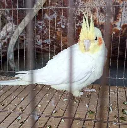 پرنده های اهلی و زیبا|پرنده|کرمان, |دیوار