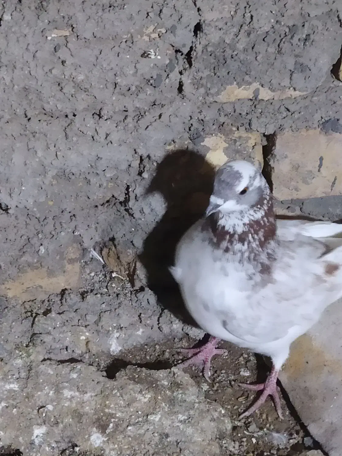 کفتر پلاکی سالم|کلکسیون و سرگرمی|ابهر, |دیوار