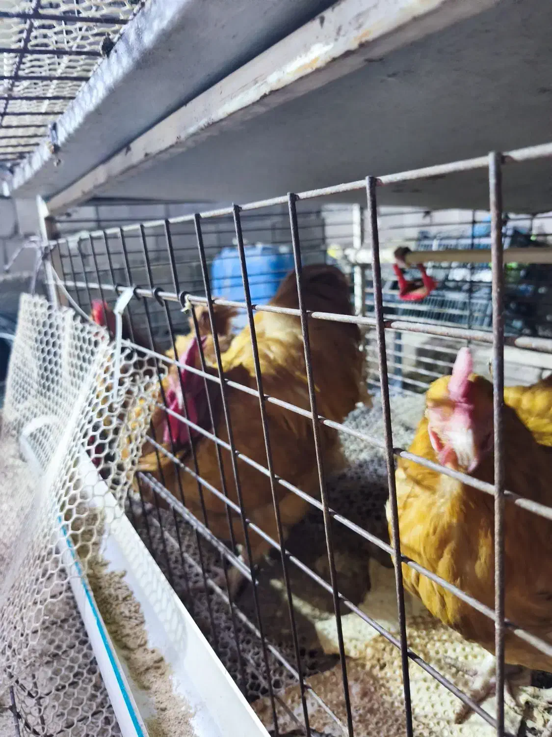 جوجه، نیمچه،مرغ،تخم زینتی اورپینگتون،ورورک|حیوانات مزرعه|رباط‌کریم, رباط‌کریم|دیوار