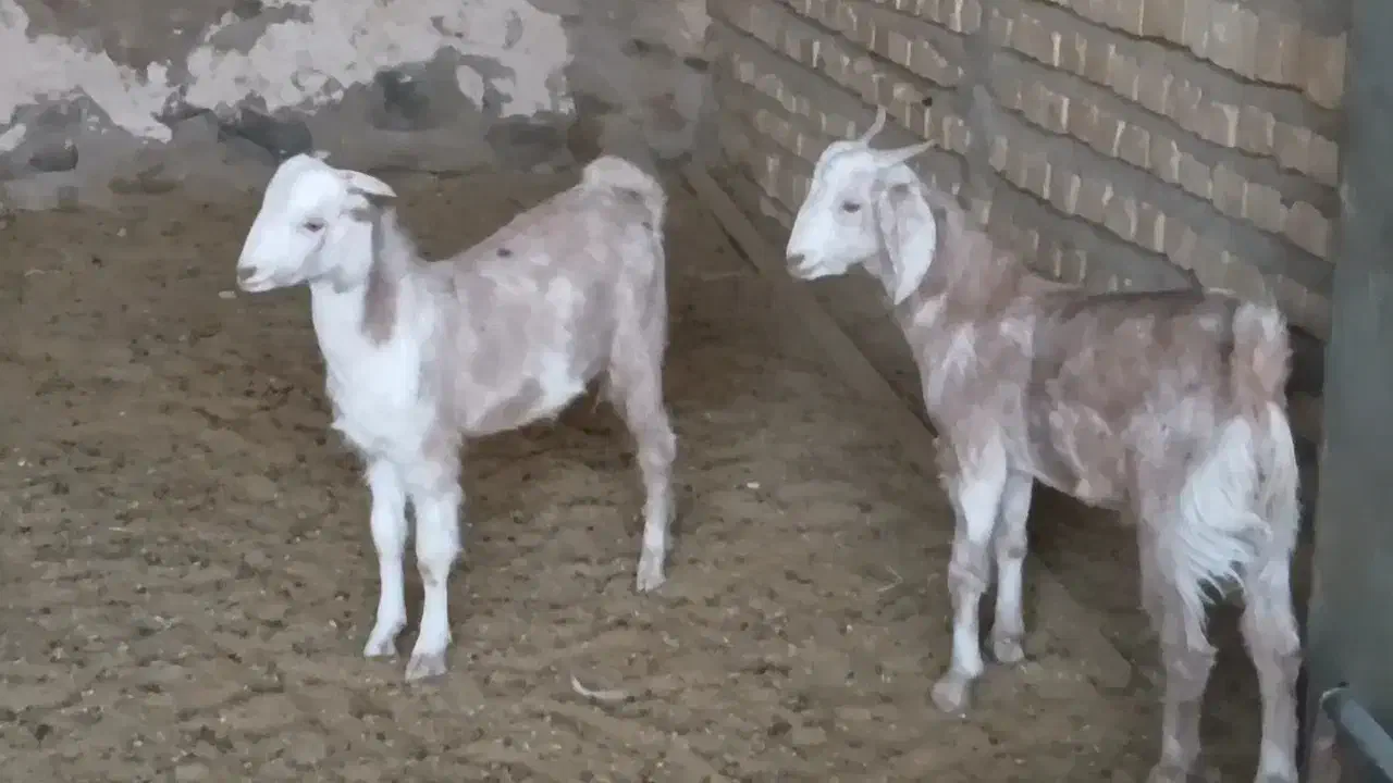 بزغاله نر|حیوانات مزرعه|کاشمر, |دیوار