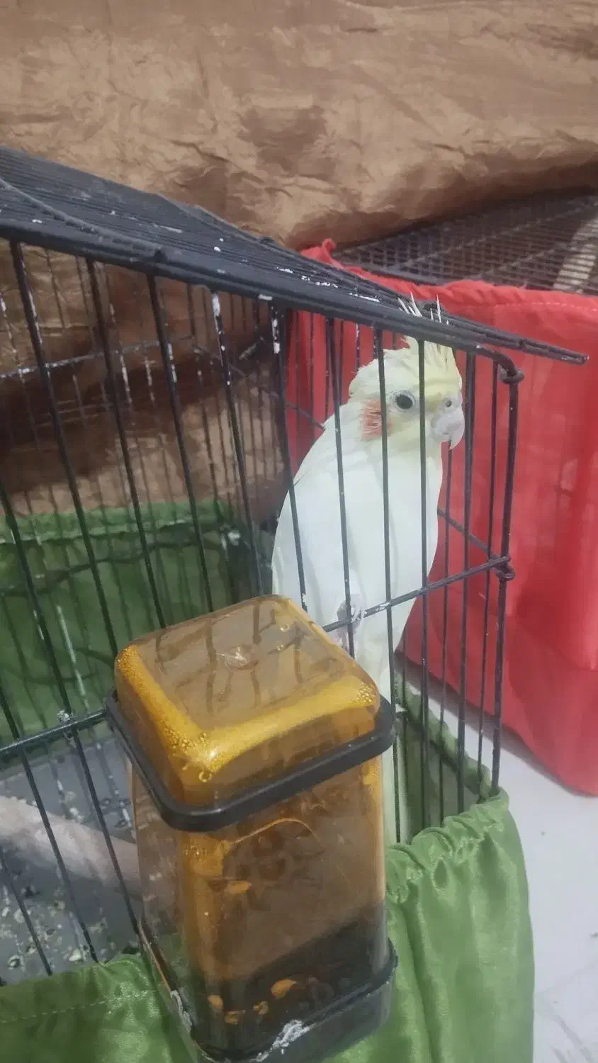 یه جفت عروس هلندی|پرنده|سمنان, |دیوار