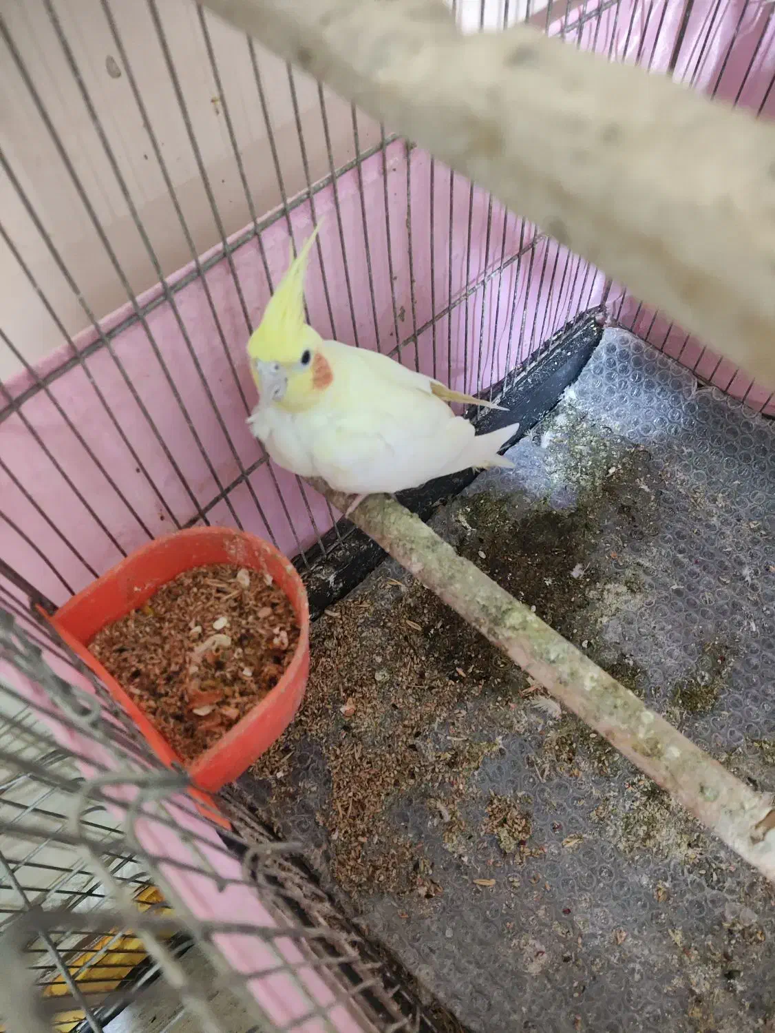 عروس هلندی جفت نر و ماده|پرنده|ری, شهید بهشتی|دیوار