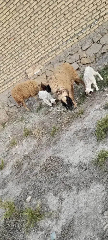 کرخه|حیوانات مزرعه|کرخه, |دیوار