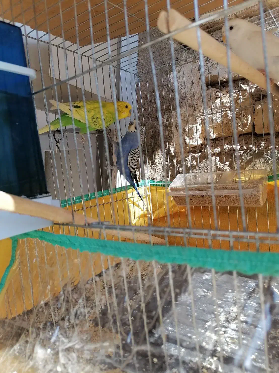 مرغ عشق نر|پرنده|داراب, |دیوار