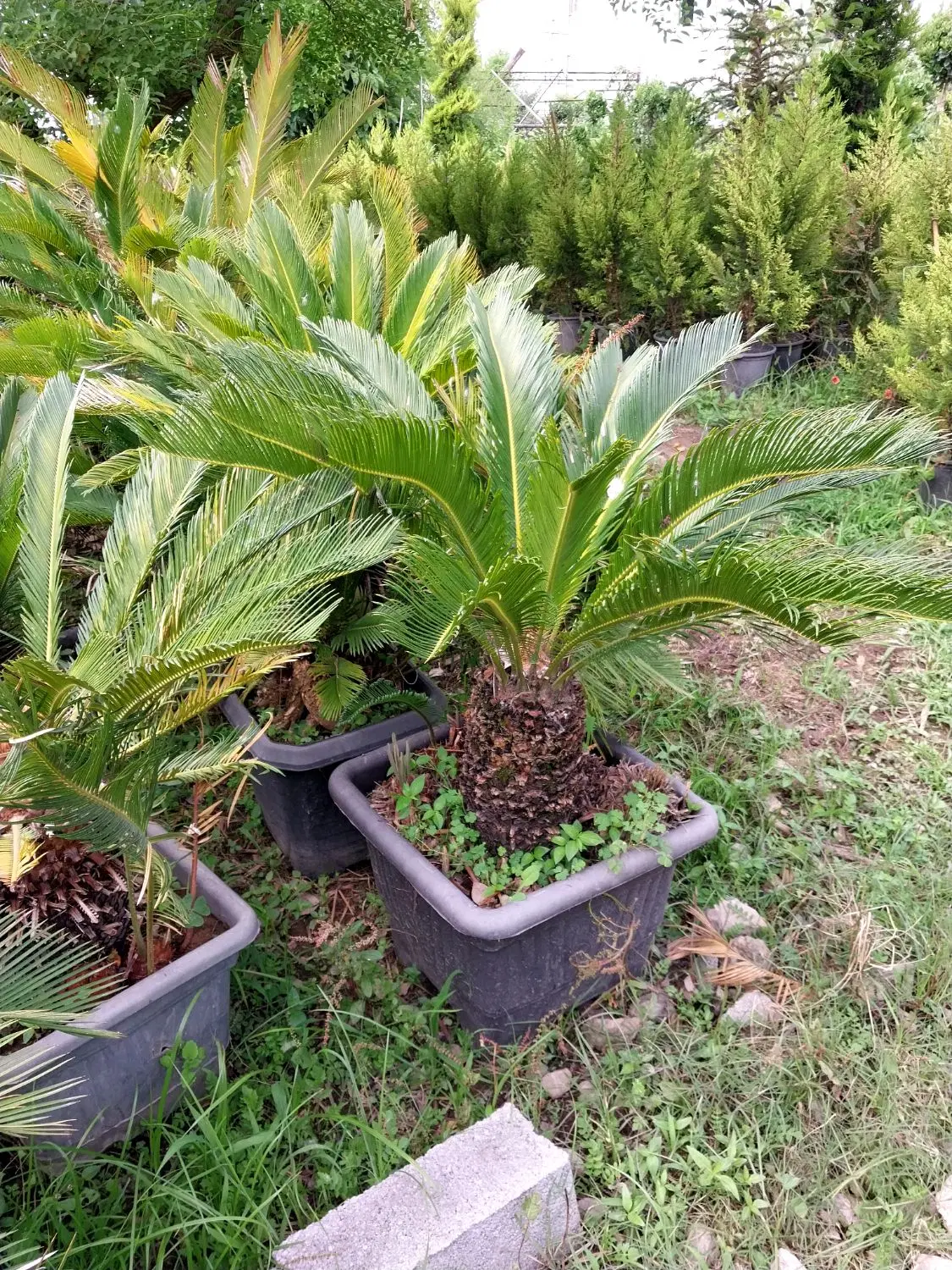 سیکاس|گل و گیاه طبیعی|آمل, |دیوار