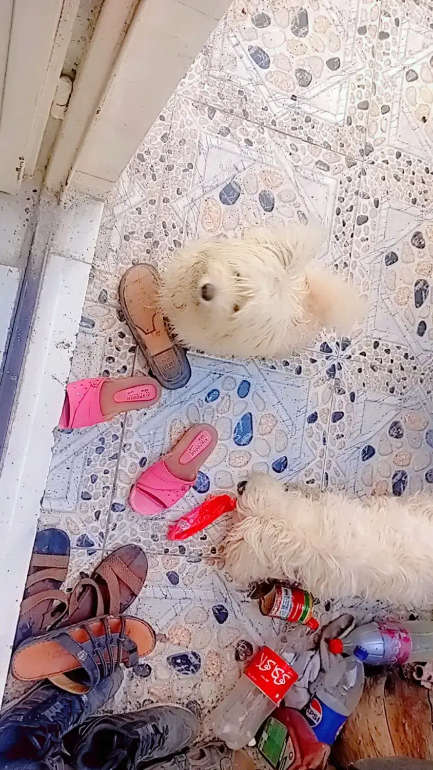 سگگ|سگ|شیراز, شهرک بهار|دیوار