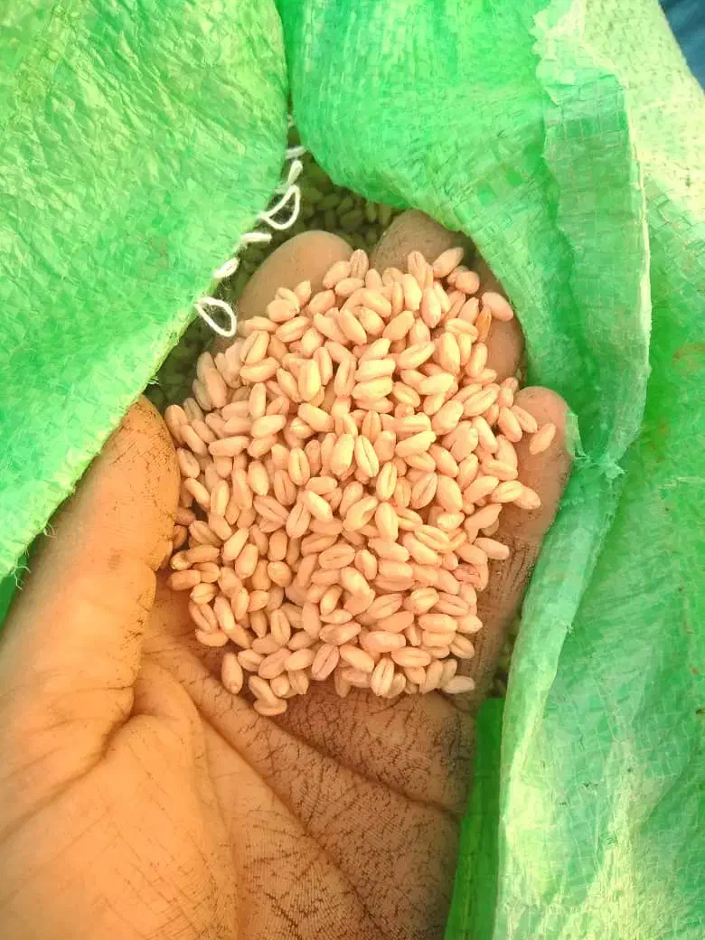 29.500|خدمات باغبانی و درختکاری|درودزن, |دیوار