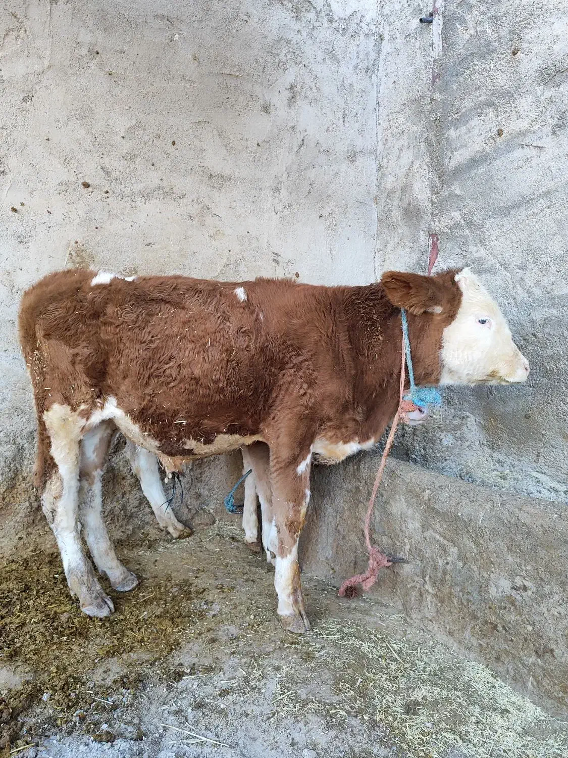 گوساله سیمینتال|حیوانات مزرعه|بیرانوند, |دیوار