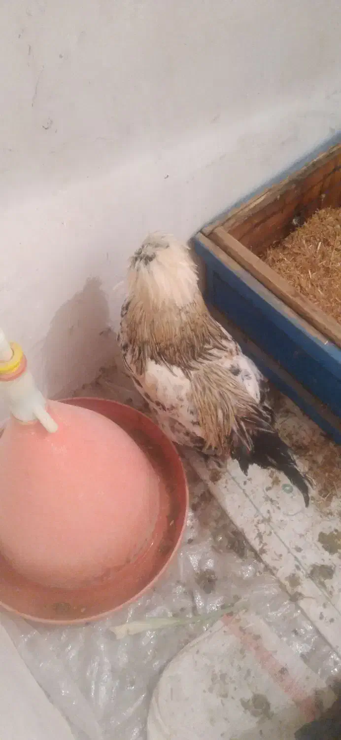 دوتا خروس پا پر|حیوانات مزرعه|الیگودرز, |دیوار