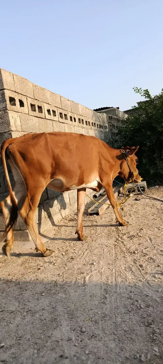 پروفروشی|حیوانات مزرعه|شیبکوه (هرمزگان), |دیوار