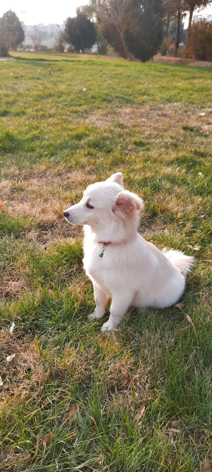 توله سگ|سگ|میاندوآب, |دیوار