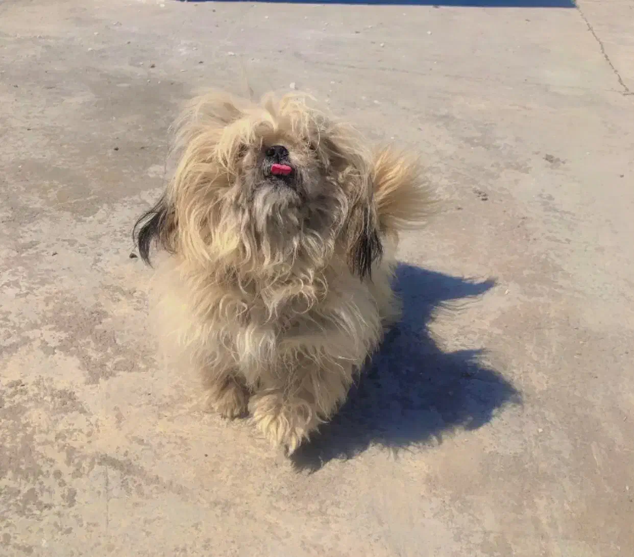 واگذاری سگ پاکوتاه شیتزو سوپر فلت|سگ|علی‌آباد کتول, |دیوار