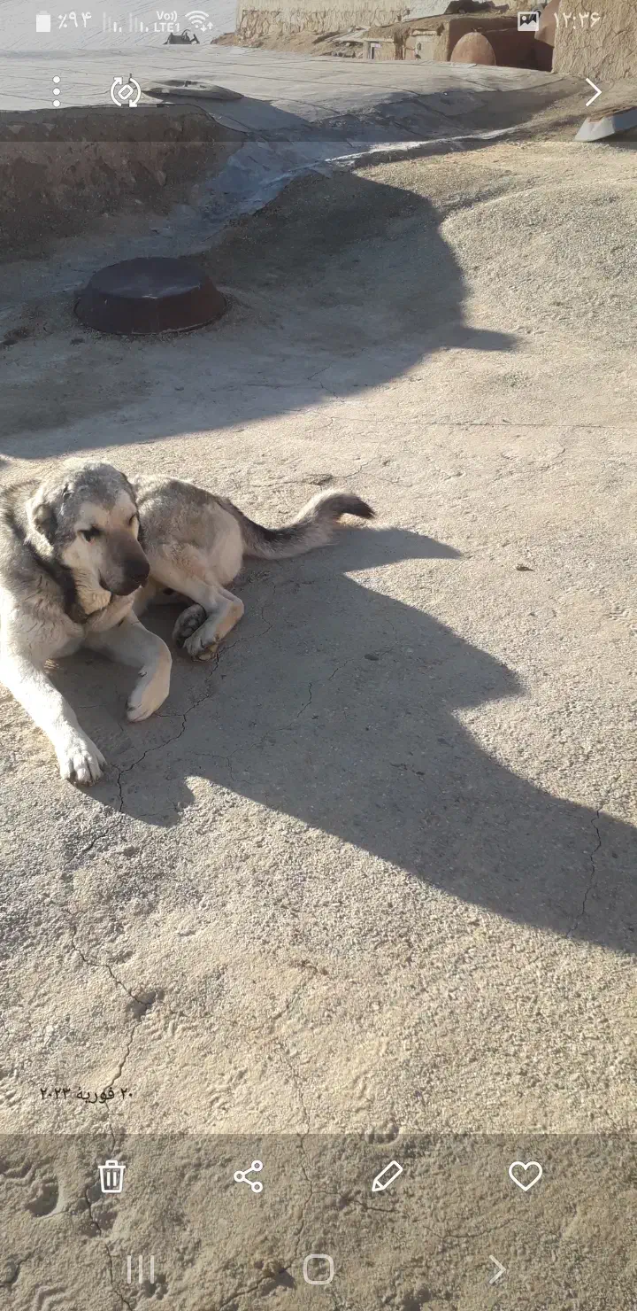 حیوانات|حیوانات|سقز, |دیوار