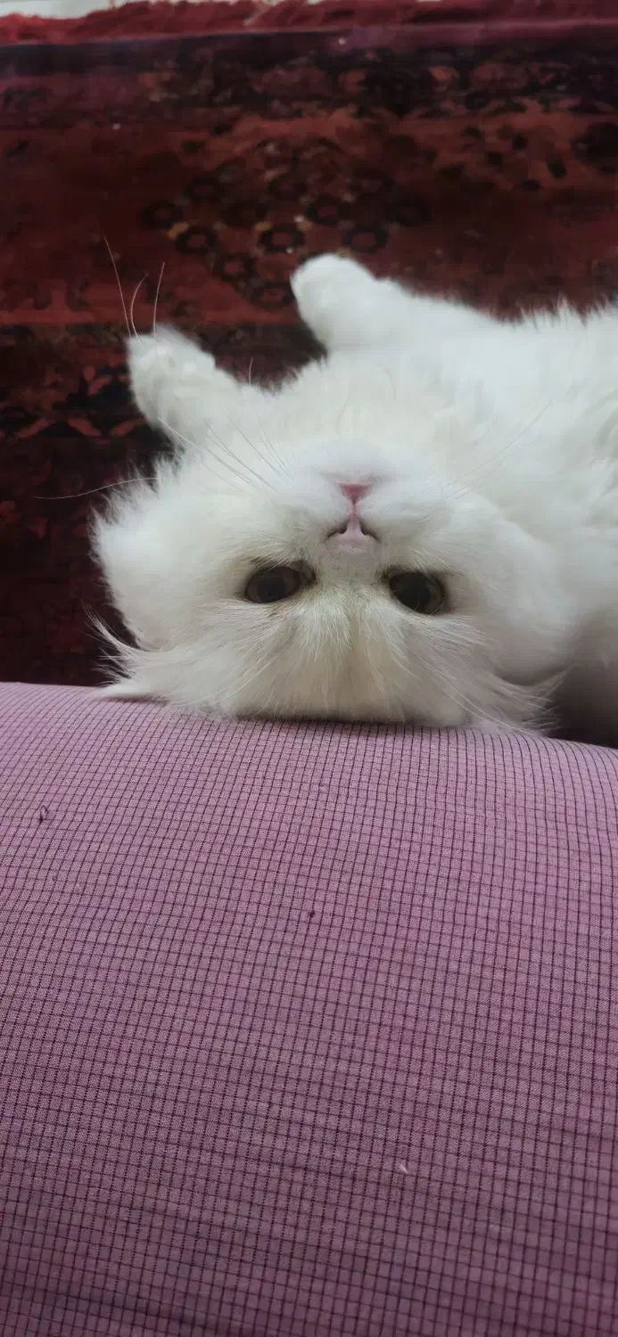 گربه پرشین فلت|گربه|رشت, منظریه|دیوار