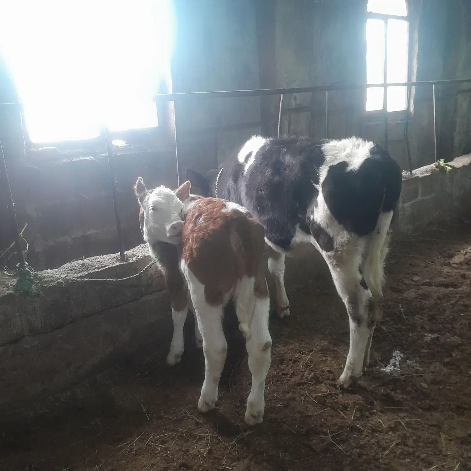 گوساله ماده|حیوانات مزرعه|نوشین شهر, |دیوار