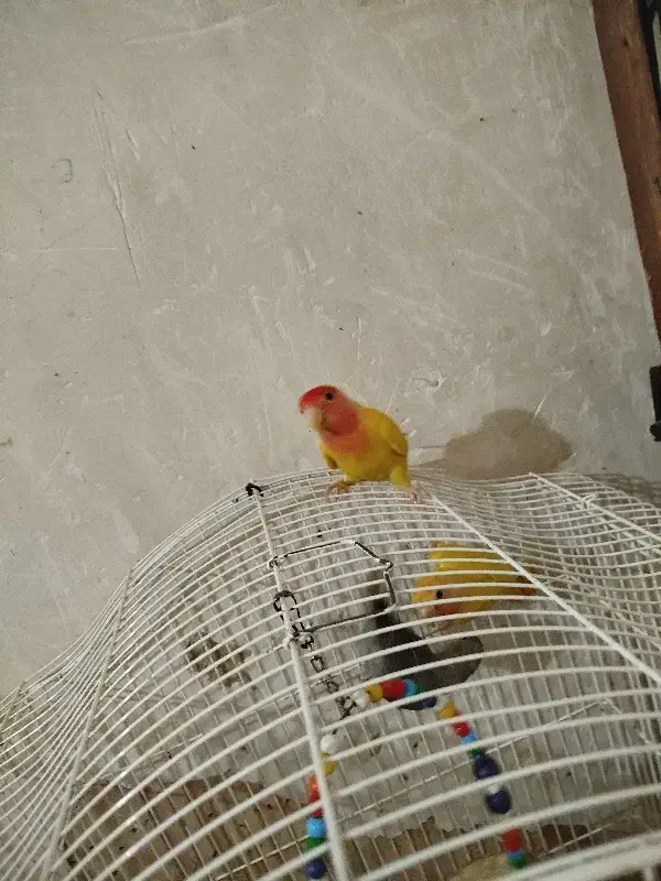 طوطی برزیلی|پرنده|قزوین, |دیوار