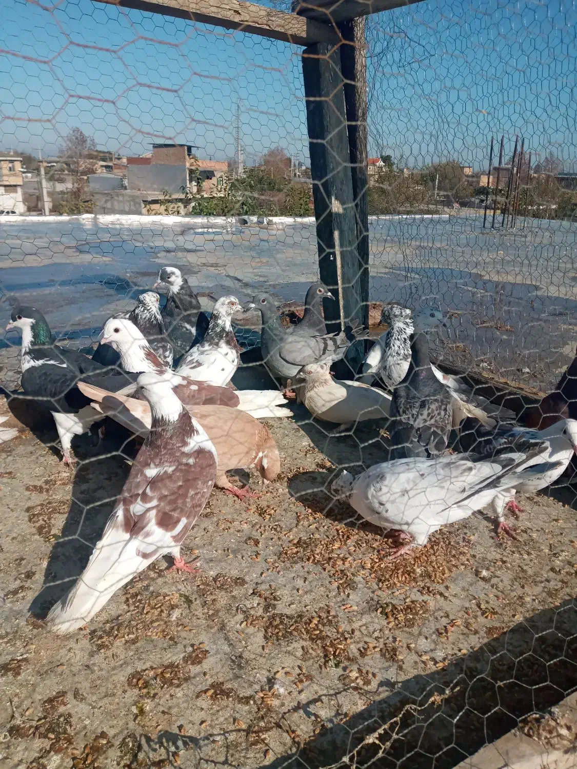 کفترتکپروآلمانی ورنگی|پرنده|تاتار علیا, |دیوار