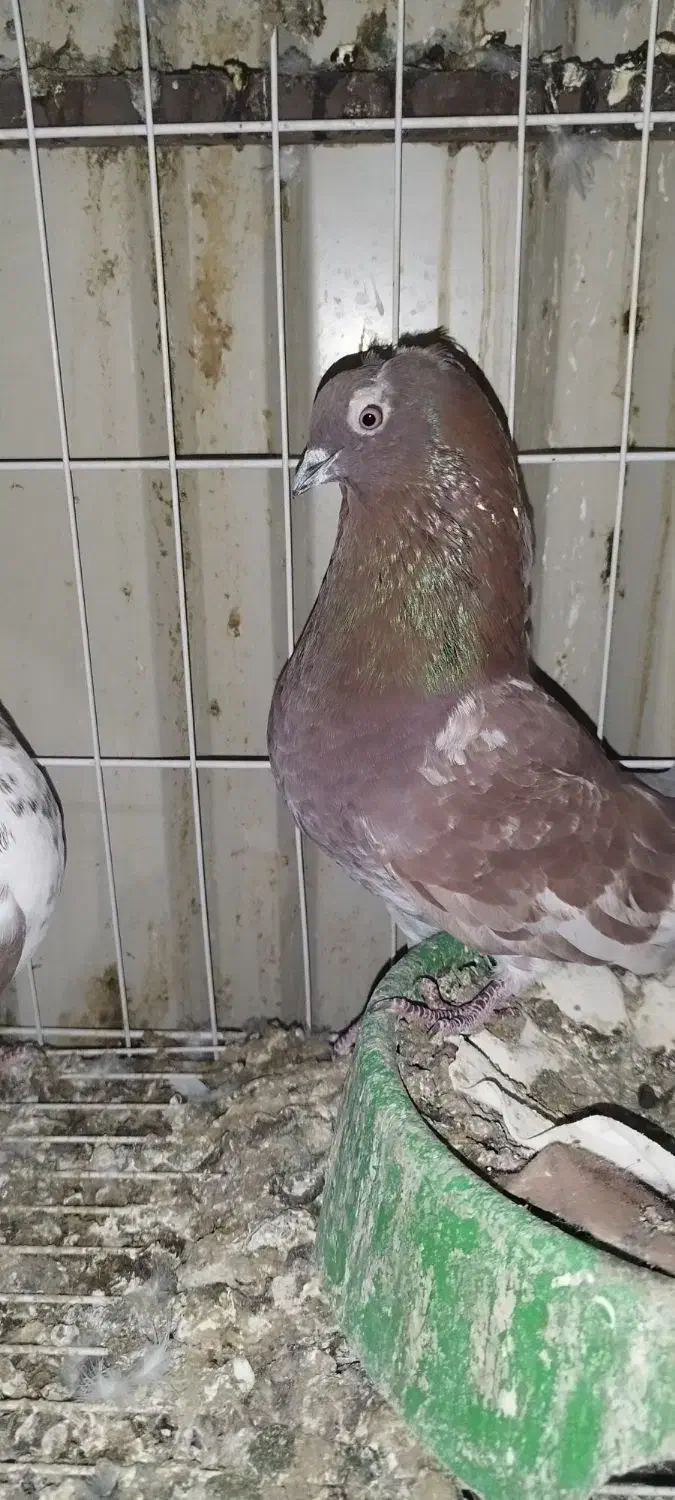 همه پرنده ها پامیل وبازی|پرنده|بندر ماهشهر, |دیوار