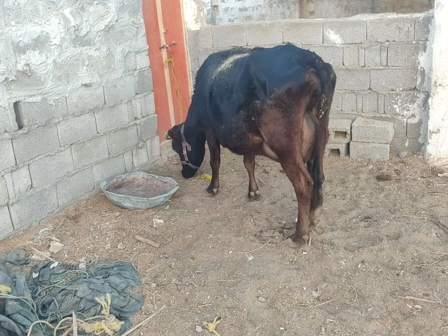 فروش دو راس گاو درجه یک|حیوانات مزرعه|لامرد, |دیوار