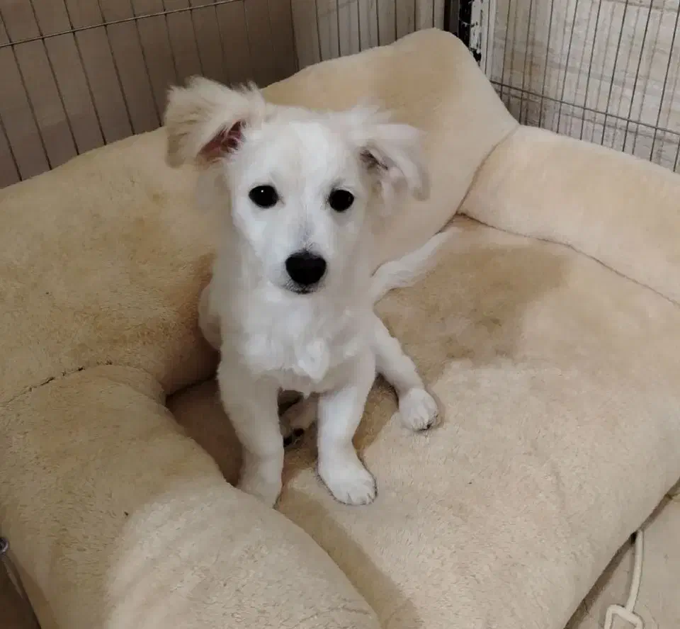 پامر اشپیتز|سگ|کرج, حیدرآباد|دیوار