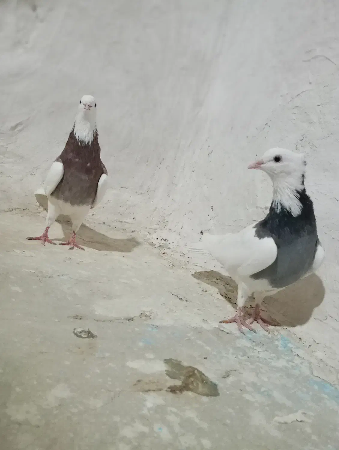 پرنده|پرنده|قوچان, |دیوار